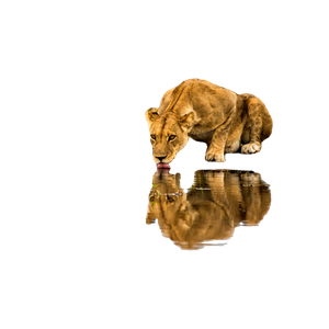 Brown Lioness On Water During Daytime – cat PNG with transparent background
