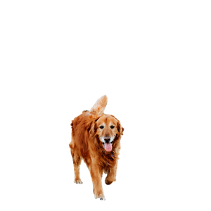 Brown Long Coat Large Dog – cat PNG with transparent background