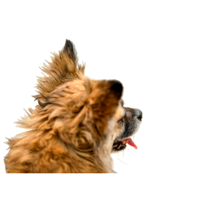 Brown Long Coated Dog With Red Eyes - Cat PNG image with transparent background