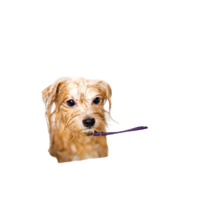 Brown Long Coated Small Dog – cat PNG with transparent background