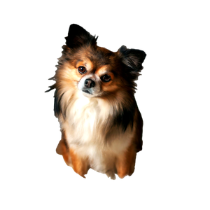 Brown Long Haired Dog On White Textile – cat PNG with transparent background