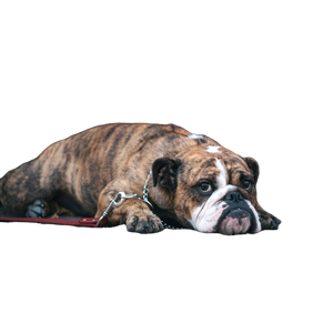 Brown Pitbull – cat PNG with transparent background