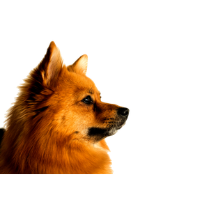 Brown Pomeranian Puppy In Close Up Photography