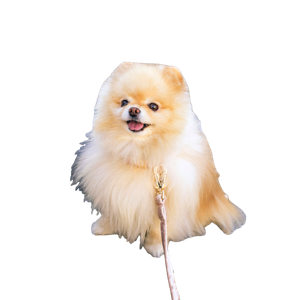 Brown Pomeranian Puppy On Grey Concrete Floor – cat PNG with transparent background