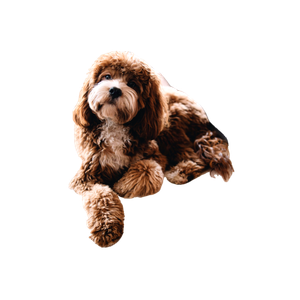 Brown Puppy On Bed – cat PNG with transparent background