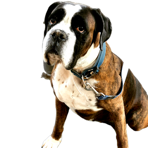 Brown Short Coated Dog – cat PNG with transparent background