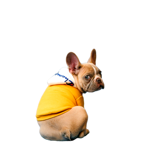 Brown Short Coated Dog In Orange Hoodie – cat PNG with transparent background