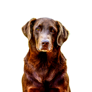 Brown Short Coated Dog In Tilt Shift Lens – cat PNG with transparent background