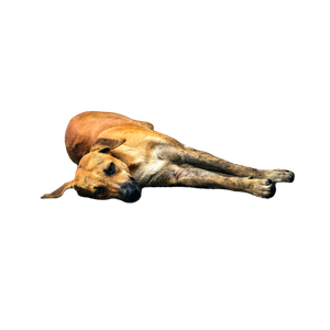 Related cat image: Brown Short Coated Dog Lying On Brown Concrete Floor