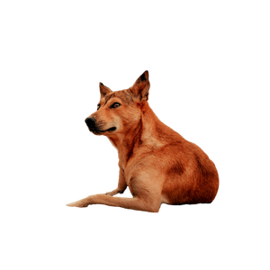 Brown Short Coated Dog Lying On Brown Sand During Daytime