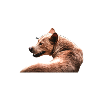 Brown Short Coated Dog Lying On Ground During Daytime