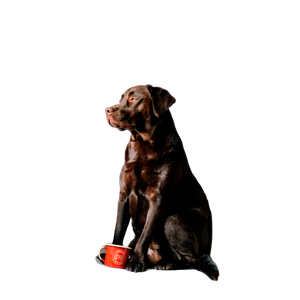 Brown Short Coated Dog On White Bathtub – cat PNG with transparent background