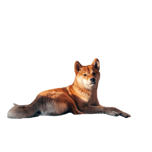 Brown Short Coated Dog On White Bed