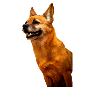 Brown Short Coated Dog Standing On Green Grass During Daytime