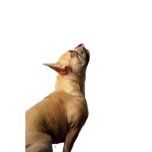 Brown Short Coated Small Dog – cat PNG with transparent background