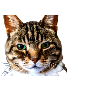 Brown Tabby Cat – cat PNG with transparent background