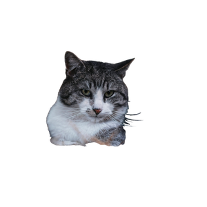 Brown Tabby Cat Close Up Photography – cat PNG with transparent background