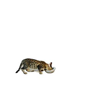 Brown Tabby Cat Eating Beside Wall – cat PNG with transparent background