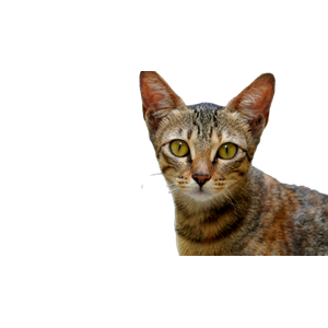 Brown Tabby Cat In Close Up Photography 1 - Cat PNG image with transparent background