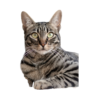 Brown Tabby Cat In Tilt Shift Lens – cat PNG with transparent background