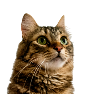 Brown Tabby Cat In White Background – cat PNG with transparent background