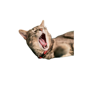 Brown Tabby Cat Lying On Blue Textile – cat PNG with transparent background
