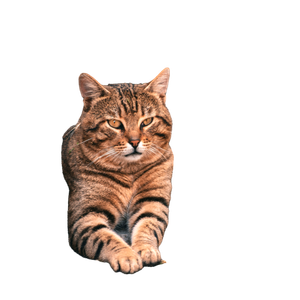 Brown Tabby Cat Lying On Concrete Floor - Cat PNG image with transparent background