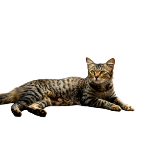 Brown Tabby Cat Lying On Floor - Cat PNG image with transparent background