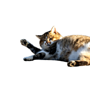 Brown Tabby Cat Lying On Gray Concrete Floor - Cat PNG image with transparent background