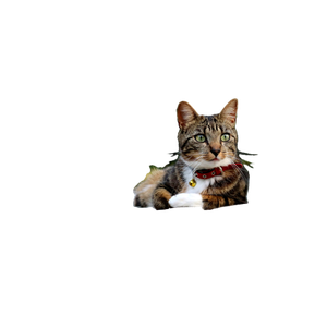 Brown Tabby Cat Lying On Ground During Daytime - Cat PNG image with transparent background