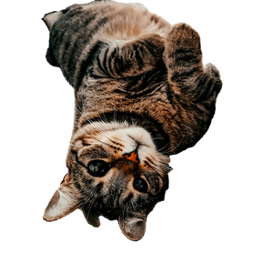 Brown Tabby Cat Lying On White Textile 2 - Cat PNG image with transparent background