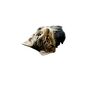 Brown Tabby Cat On Bed – cat PNG with transparent background