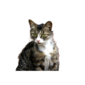 Brown Tabby Cat On Brown Brick Floor - Cat PNG image with transparent background