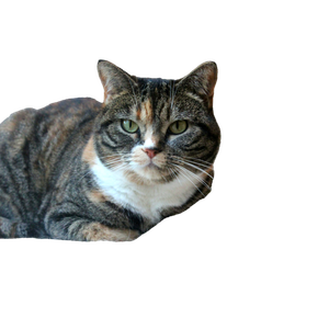 Brown Tabby Cat On Brown Cat Tree - Cat PNG image with transparent background