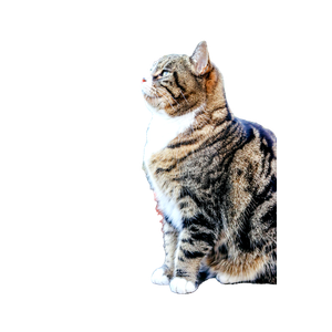 Brown Tabby Cat On Brown Clay Pot - Cat PNG image with transparent background