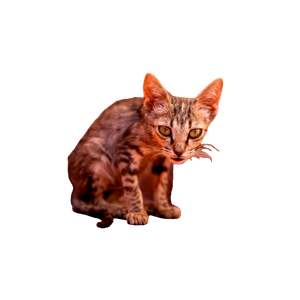 Brown Tabby Cat On Brown Floor – cat PNG with transparent background