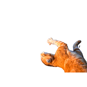 Brown Tabby Cat On Brown Grass – cat PNG with transparent background