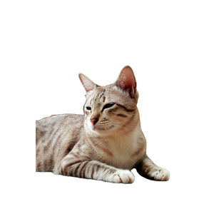 Brown Tabby Cat On Brown Rock – cat PNG with transparent background