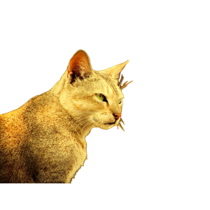 Brown Tabby Cat On Brown Soil – cat PNG with transparent background
