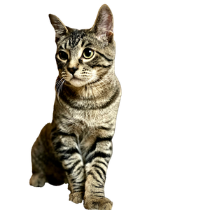 Brown Tabby Cat On Brown Textile - Cat PNG image with transparent background