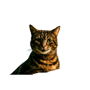 Brown Tabby Cat On Brown Wooden Fence - Cat PNG image with transparent background