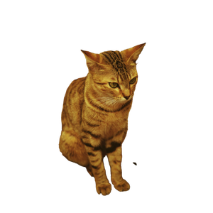 Brown Tabby Cat On Brown Wooden Table 2 - Cat PNG image with transparent background
