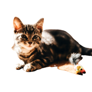 Related cat image: Brown Tabby Cat On Carpet