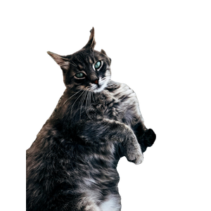 Brown Tabby Cat On Gray Sand – cat PNG with transparent background