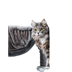 Brown Tabby Cat On Gray Textile – cat PNG with transparent background