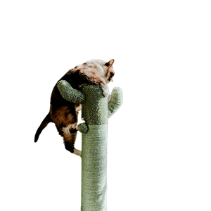 Brown Tabby Cat On Green Cat Tree – cat PNG with transparent background