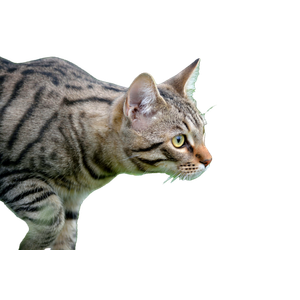 Brown Tabby Cat On Green Grass During Daytime 1 - Cat PNG image with transparent background