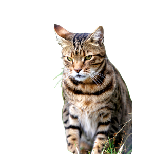 Brown Tabby Cat On Green Grass During Daytime 2 - Cat PNG image with transparent background