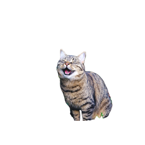 Brown Tabby Cat On Green Plant - Cat PNG image with transparent background