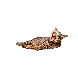Brown Tabby Cat On Green Plastic Chair - Cat PNG image with transparent background